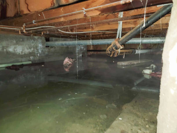 Best Basement water damage restoration  in St Gabriel, LA